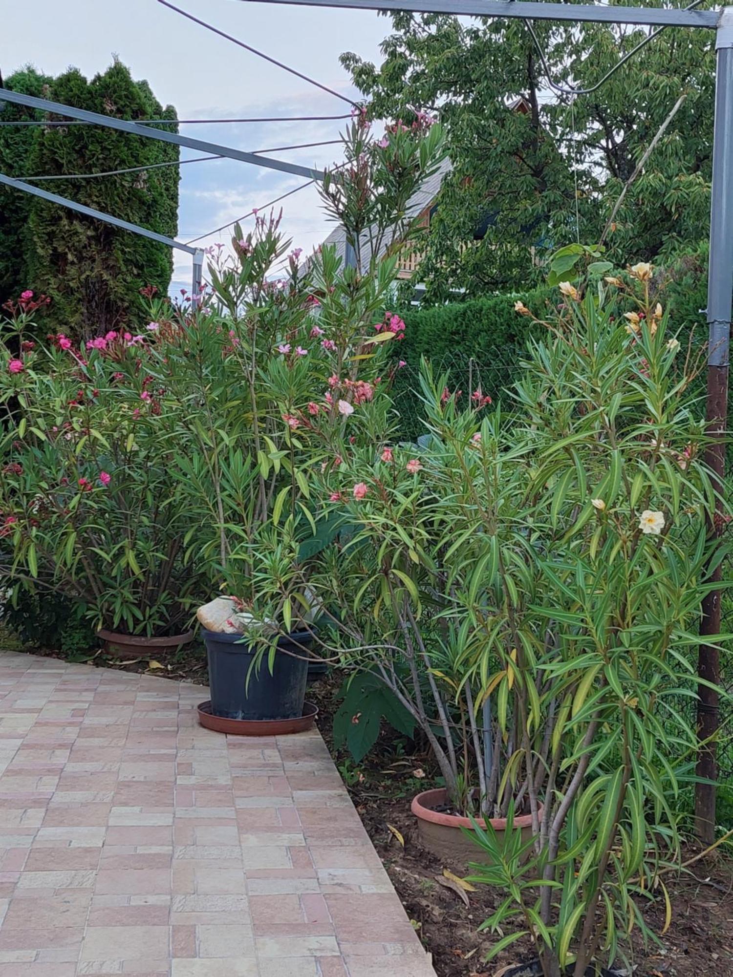 Lonci Apartman Zalakaros Exterior photo